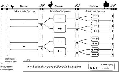 Chestnut tannins in broiler diets: Affecting intestinal development in different feeding phases
